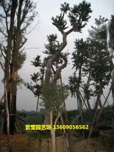 万紫千红 白银香