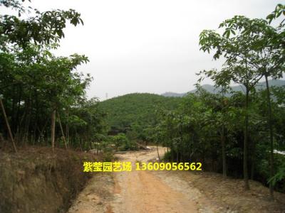 发财树