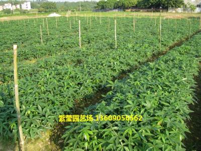 发财树