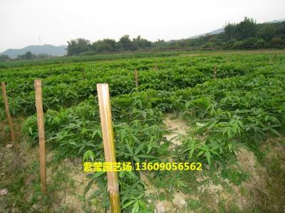 发财树