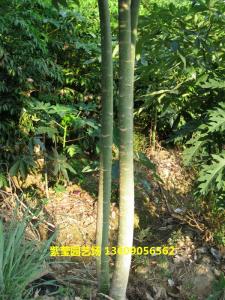 多秆发财树